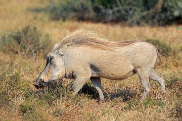 Warthog (Phacochoerus africanus) in natural habitat, South Africa.
