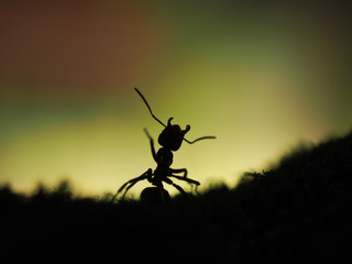 Large ant silhouette on beautiful background. macro