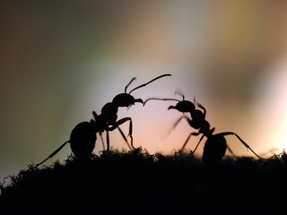 Ants silhouetted at sunset. Pink and Black. Macro.