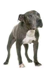 Obraz premium old pitbull in studio