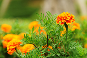 fresh gold marigolds flower in the garedn
