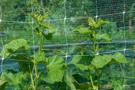 The growth and blooming of garden cucumbers