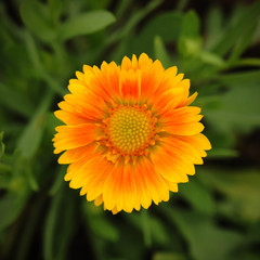Gaillardia pulchella Foug, Blanket Flower
