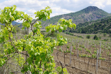 Fototapeta na wymiar grapevine closeup on background of vineyard in Kutlaksky valley, Crimea, local focus on foreground, shallow DOF
