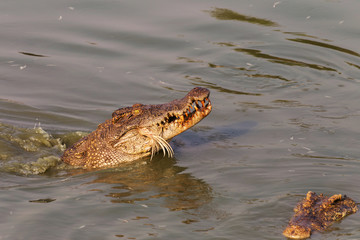 wildlife crocodile catches and eating a chicken in the river