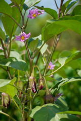 Fototapeta premium eggplant with flowers in the garden
