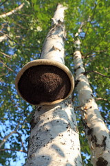 Mushroom a parasite on an old tree