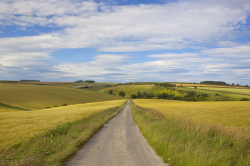 Fototapeta na wymiar golden barley