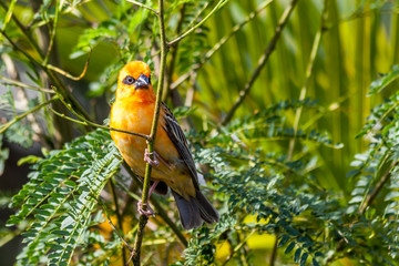 Cardinal rouge
Cardinal rouge de l'île de la Réunion