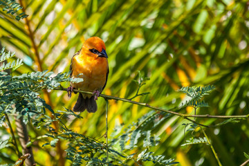 Cardinal
Cardinal rouge