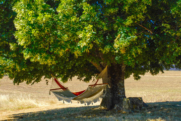 Fototapeta premium Campi di lavanda