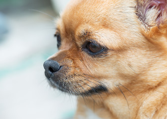 Red chihuahua dog looks with hope into the distance.