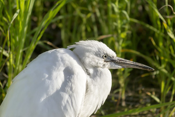 heron