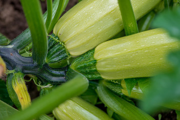 Flowering and ripe fruits of zucchini in vegetable garden