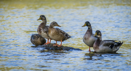 Ducks