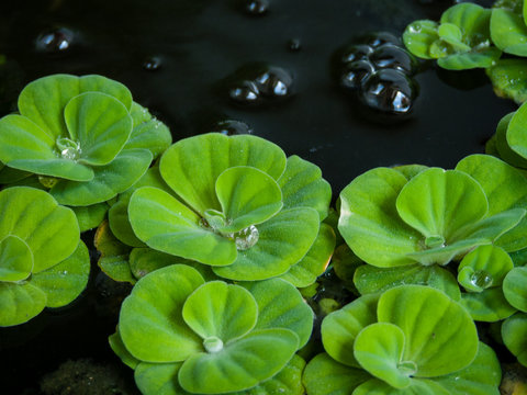 Zen pistia aquatic plant