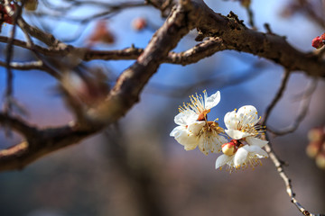 梅の花
