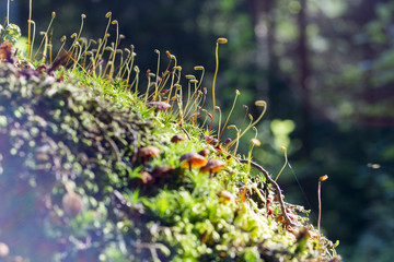 Abstract, colorful composition with moss flowers in deep forest