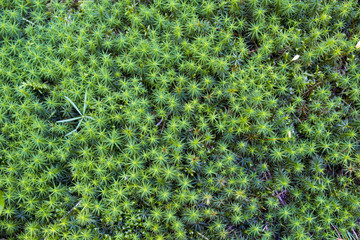 Abstract, colorful composition with moss flowers in deep forest