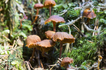 Mushrooms in deep moss forest with green fresh moss