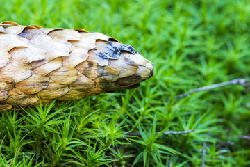 Pine cone fall from trees on green fresh moss in forest