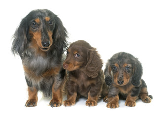 Fototapeta na wymiar three dachshund in studio