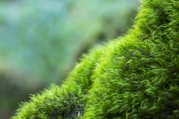 Tuinposter Abstract, colorful composition with moss flowers in deep forest © Michael Sapryhin