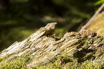 Fototapeta premium Abstract, colorful composition with moss flowers in deep forest