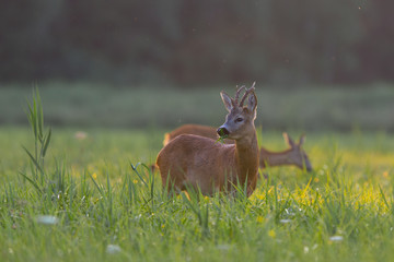 Sarna- roe deer © szczepank