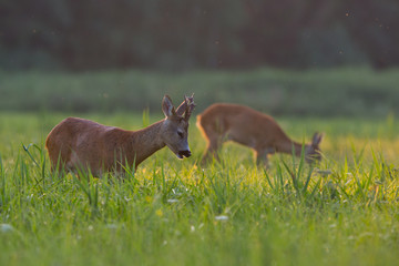 Sarna- roe deer © szczepank