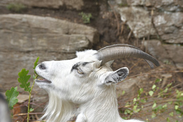 White goat (capra) with antler chewing on leaf, picture from Sweden.