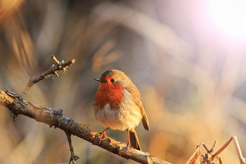 robin in the rays of the rising sun with sunny hotspot