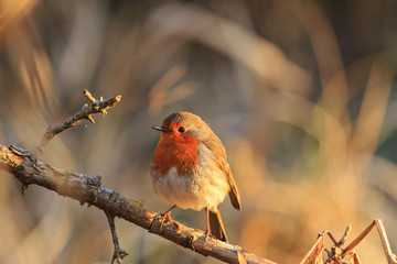 robin in the rays of the rising sun