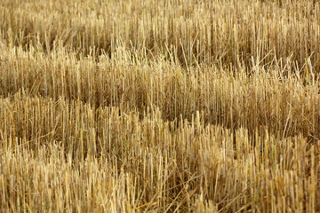 Fall. Slanted field. 