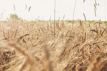 Field of wheat