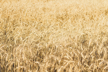 Field of wheat