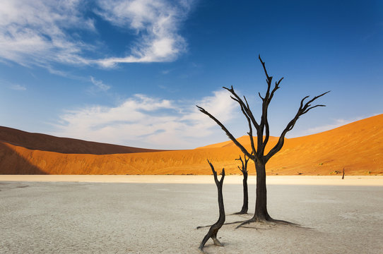 Dead trees and red dunes in the Dead Vlei, Sossusvlei, Namibia, concept for travel in Africa