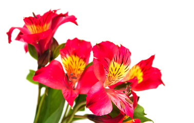 alstroemeria flowers on a white