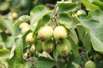 Растущие Зеленые яблоки