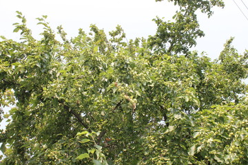 Fototapeta na wymiar Растущие Зеленые яблоки