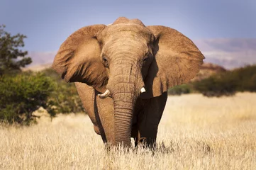 Fototapeten Elefant in der Savanne, in Namibia, Afrika, Konzept für Reisen in Afrika und Safari © Tiago Fernandez