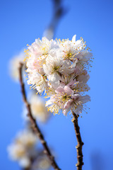 桜の花