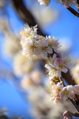 桜の花
