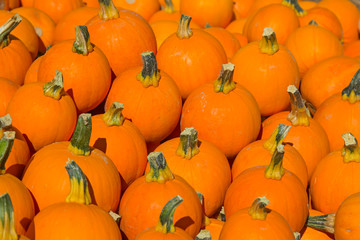 Colorful pumpkins