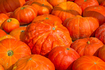 Colorful pumpkins