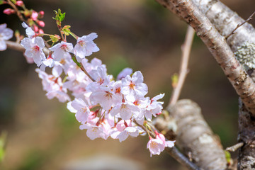 桜の花