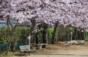 Fototapeta premium 桜の花