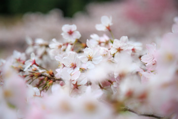 桜の花