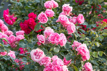 Fototapeta premium 薔薇の花