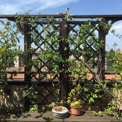 Gelsomino su una terrazza